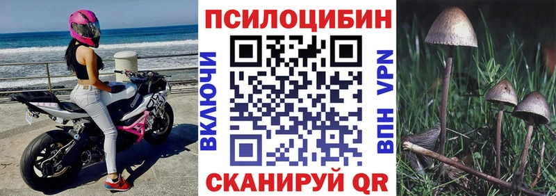 Галлюциногенные грибы Psilocybe Горно-Алтайск